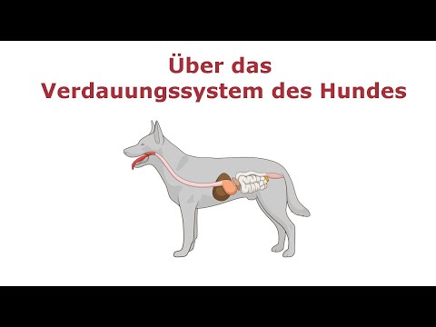 Video: Wege zur Verbesserung der Verdauung des Hundes