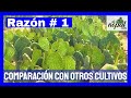 🟢Por qué cultivar NOPAL Atlixco es fácil❓