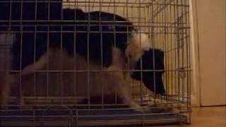 The crate escape