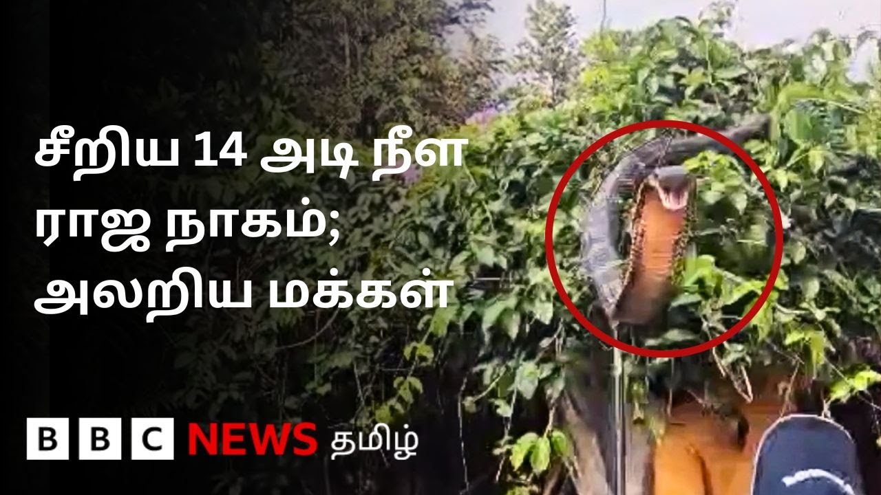 ஊருக்குள் நுழைந்த 14 அடி நீள King Cobra; லாவகமாக பிடித்த Snake Rescuers | Uttarakhand