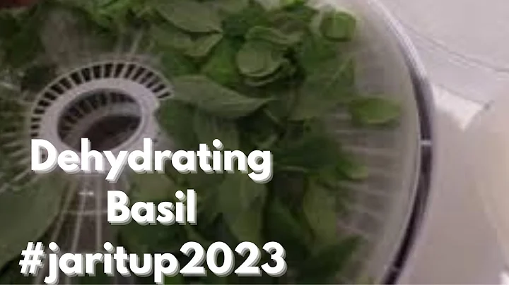 Dehydrating basil in the Nesco dehydrator