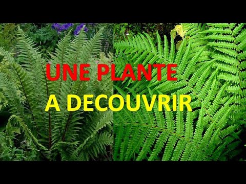 Vidéo: D'où Vient La Légende De La Fougère En Fleurs ?