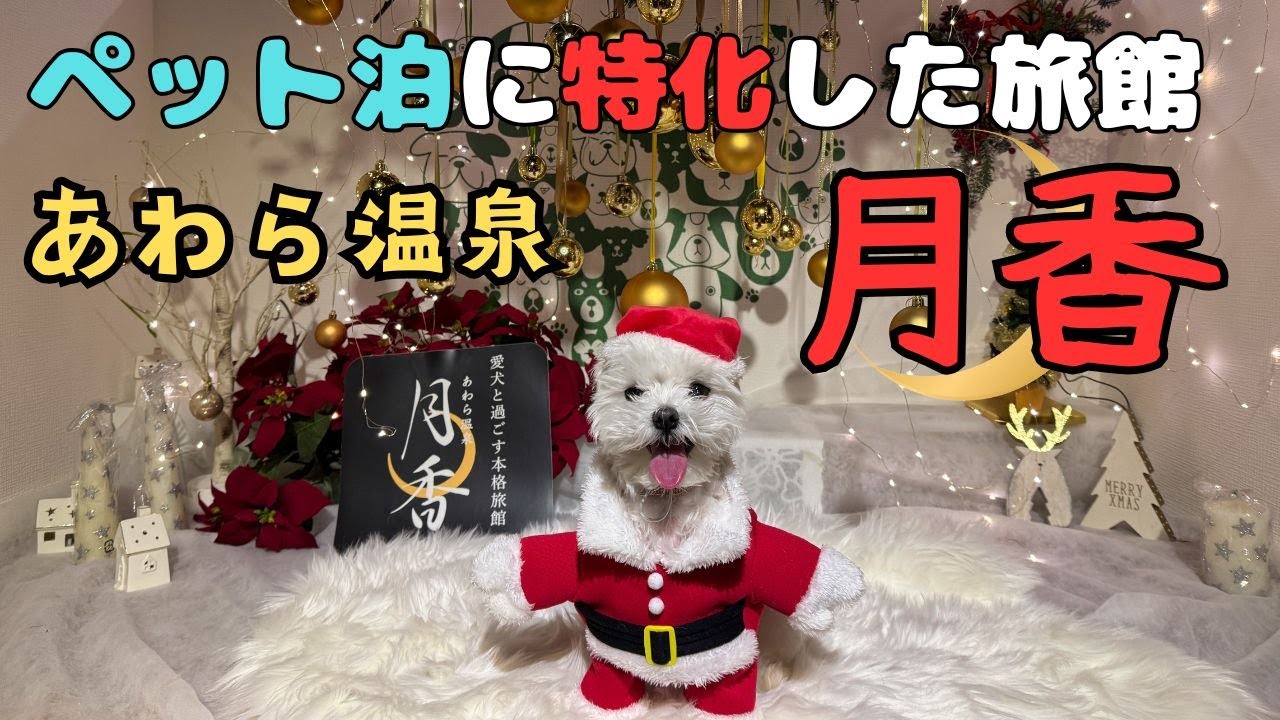 【お出かけ】ペットと泊まるならオススメしたい「あわら温泉旅館月香」【福井旅行2】#犬 #ペット #かわいい