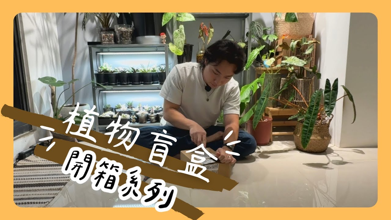 ［Taiwan Plant Unboxing ］植物盲盒開箱｜聖誕福袋