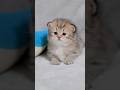 エマの子猫、想像以上かもしれません🐾