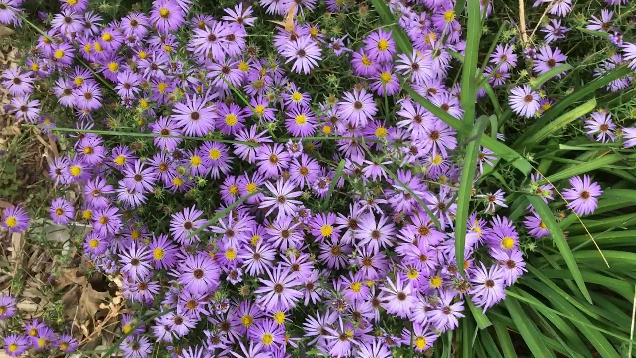Aromatic Aster