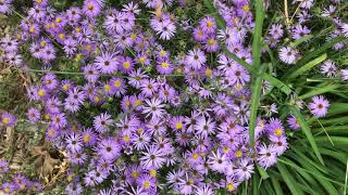 Celebrity Aromatic Aster Profile