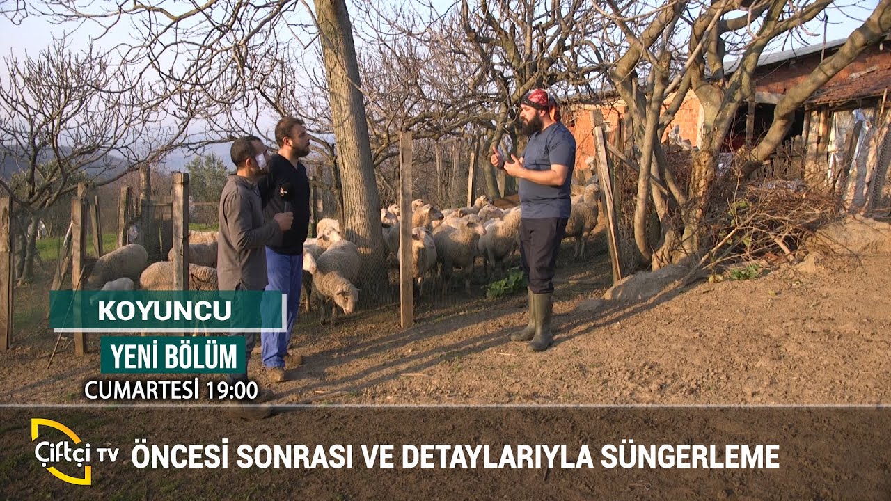 Küçükbaş Hayvanlarda Süngerleme Yöntemi - KOYUNCU #küçükbaş #hayvancılık #besicilik