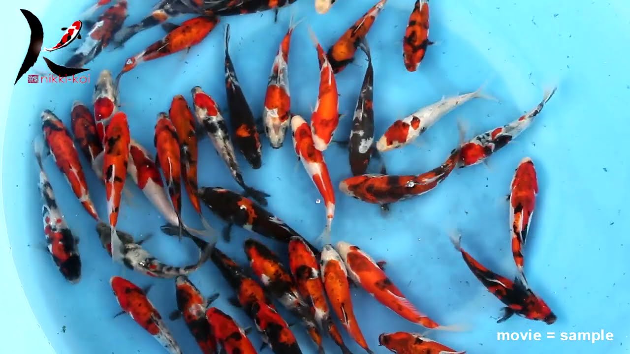 12-15 cm Doitsu Showa from Takahashi Koi Farm