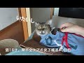 【16才猫】腎不全ケアのための自宅補液/40回目