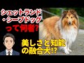 【シェットランド・シープドッグ】小さな体に天才脳!優等生すぎる仕事犬!?