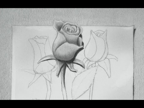 Cómo dibujar una rosa en 3D - Dibujando rosas