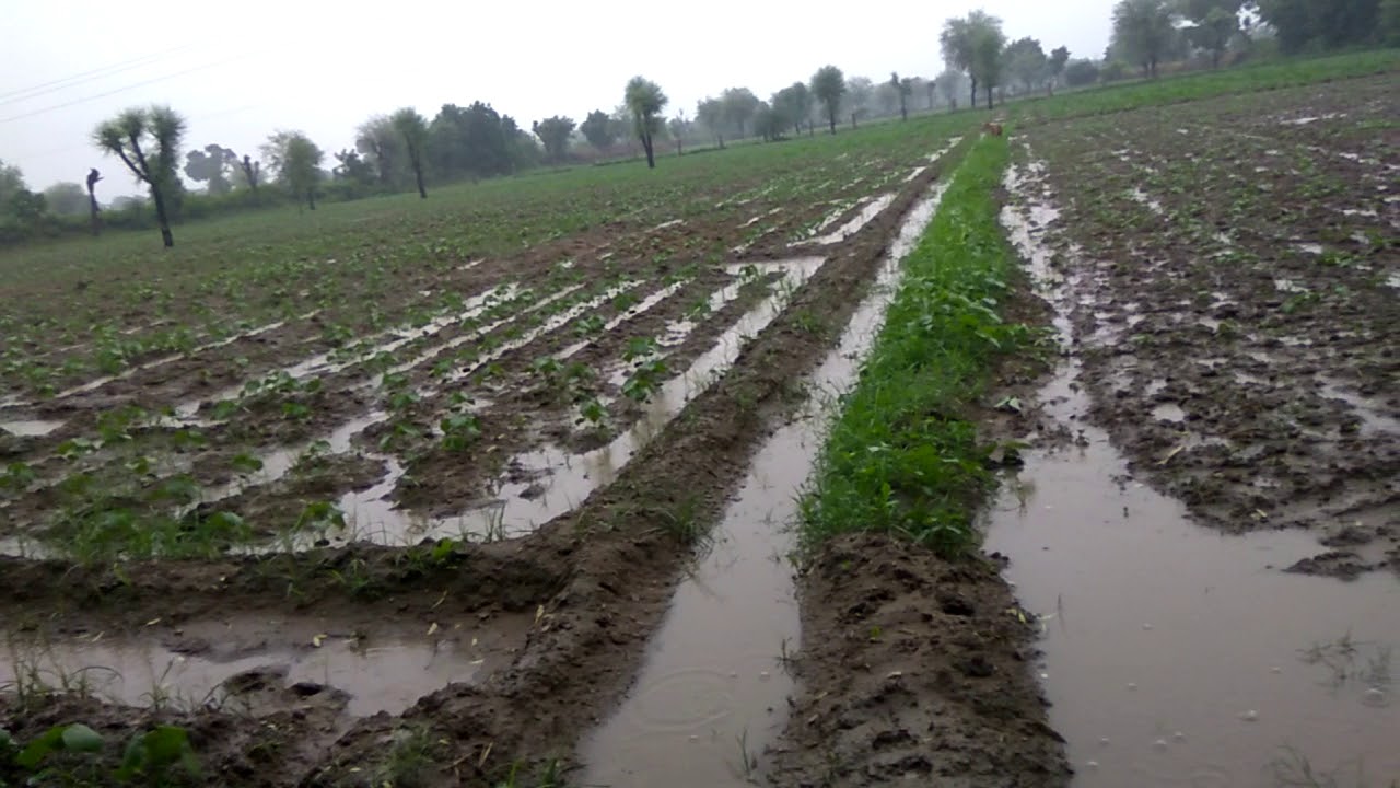 Today morning heavy rain in Marwar,Ranawas, Radawas, Gadana Auwa Pali Rajasthan Rain news