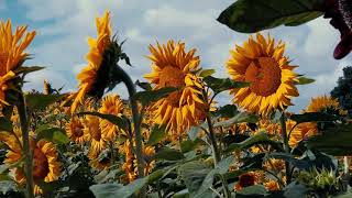 Sunflower Field on Sunny Day