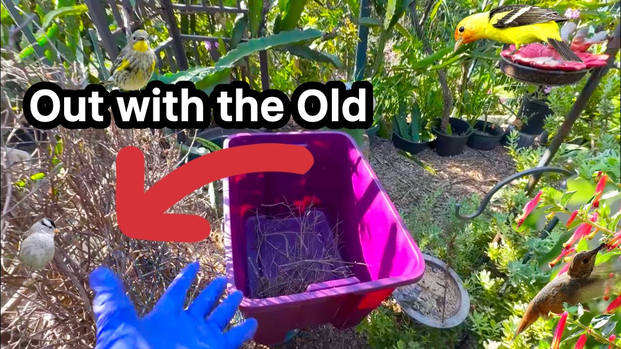 ❤️Our Wild Bird Garden Daily Ritual Working on Redoing with Food Plants, Perches Predator Protection