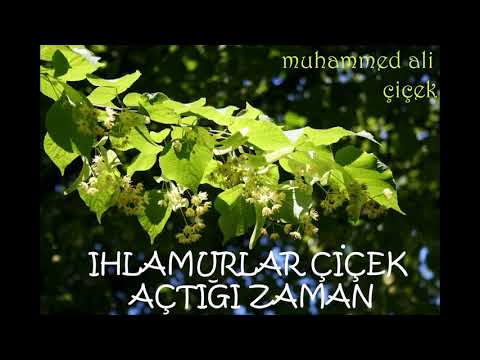 Muhammed Ali ÇİÇEK - Ihlamurlar Çiçek Açtığı Zaman (Bahattin Karakoç)