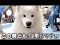 【ママに内緒】パパと共謀するサモエドにまたやられましたｗ