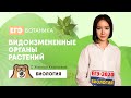 Видоизмененные органы растений | Биология ЕГЭ 2020 | УМСКУЛ