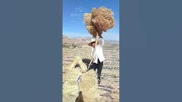 The Process of Collecting and Transporting Wheat Straw #Farming #Efficiency #WorkProcess