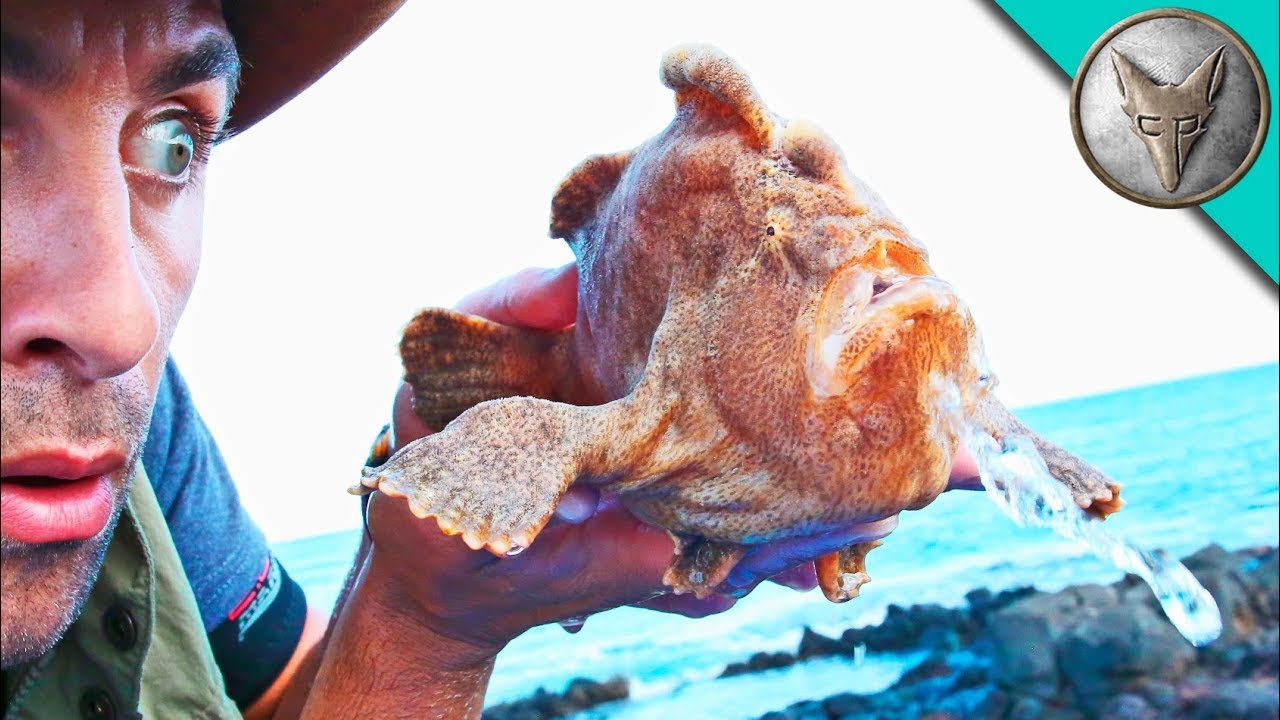 MONSTER FROGFISH FOUND!