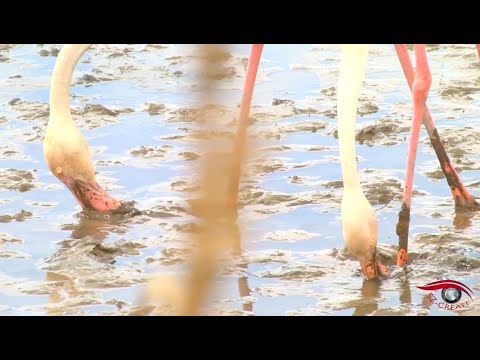 Video: Francia: Nel Cuore Della Provenza