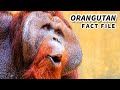 Orangutan facts: the orange primates | Animal Fact Files