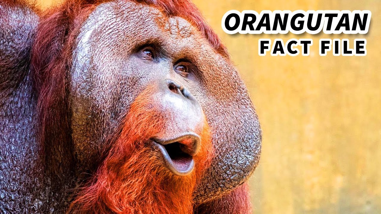 Tæt bandage dreng Orangutan Facts: the RED APE | Animal Fact Files - YouTube
