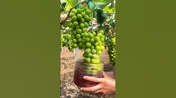 Pesticide application process on grape vines