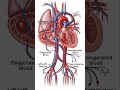 Oxygenated blood&amp; deoxygenated blood #nclex #nclexstudyguide #nursingexam #anatomy #nursingtest