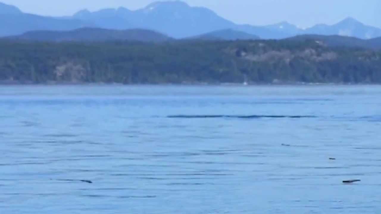 A typical day at Orca Camp Johnstone Strait
