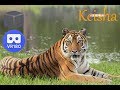 3D Keisha Tiger Rescue Story