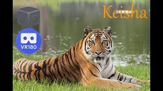 3D Keisha Tiger Rescue Story