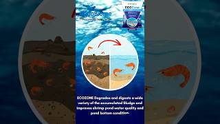 Transform your aquaculture success with ECOZONE's probiotics. Contact : +91 9912268982