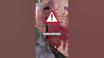 Thumbnail of 🌳 Why Do These Trees BLEED! 🩸#trees