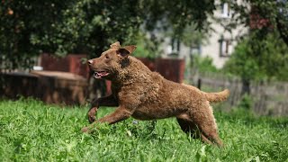 Chesapeake Bay Retrievers and Wetland Biodiversity: A Conservation Story