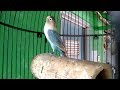 lovebird ngetik lambat siap jadi guru paud