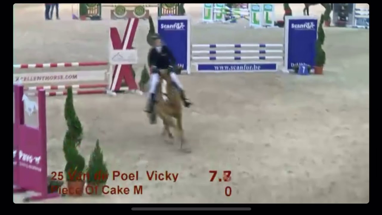 Piece of Cake M - 4yo Stallion Competition Lier
