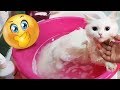 طريقة تحميم القطط | How to bath your cat