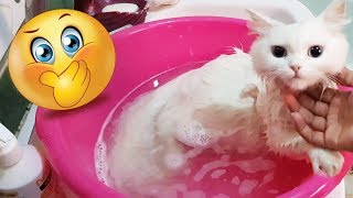 طريقة تحميم القطط | How to bath your cat