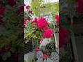 #beautiful #red #roses #garden #shortvideo