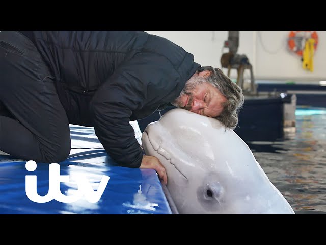 First 'retirement home' for showbiz beluga whales