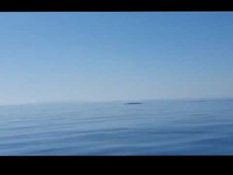 Kitovi u Jadranskom moru