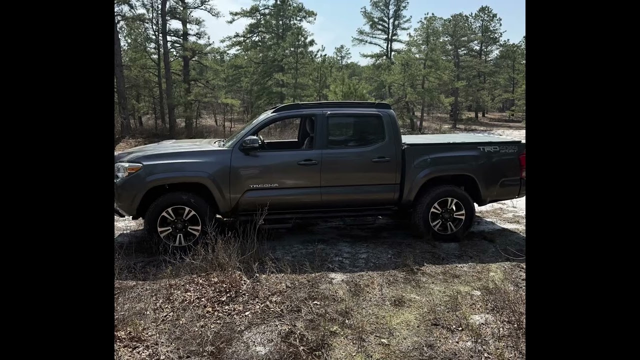 Batsto fireline trail, Wharton state forest, NJ. May 2025