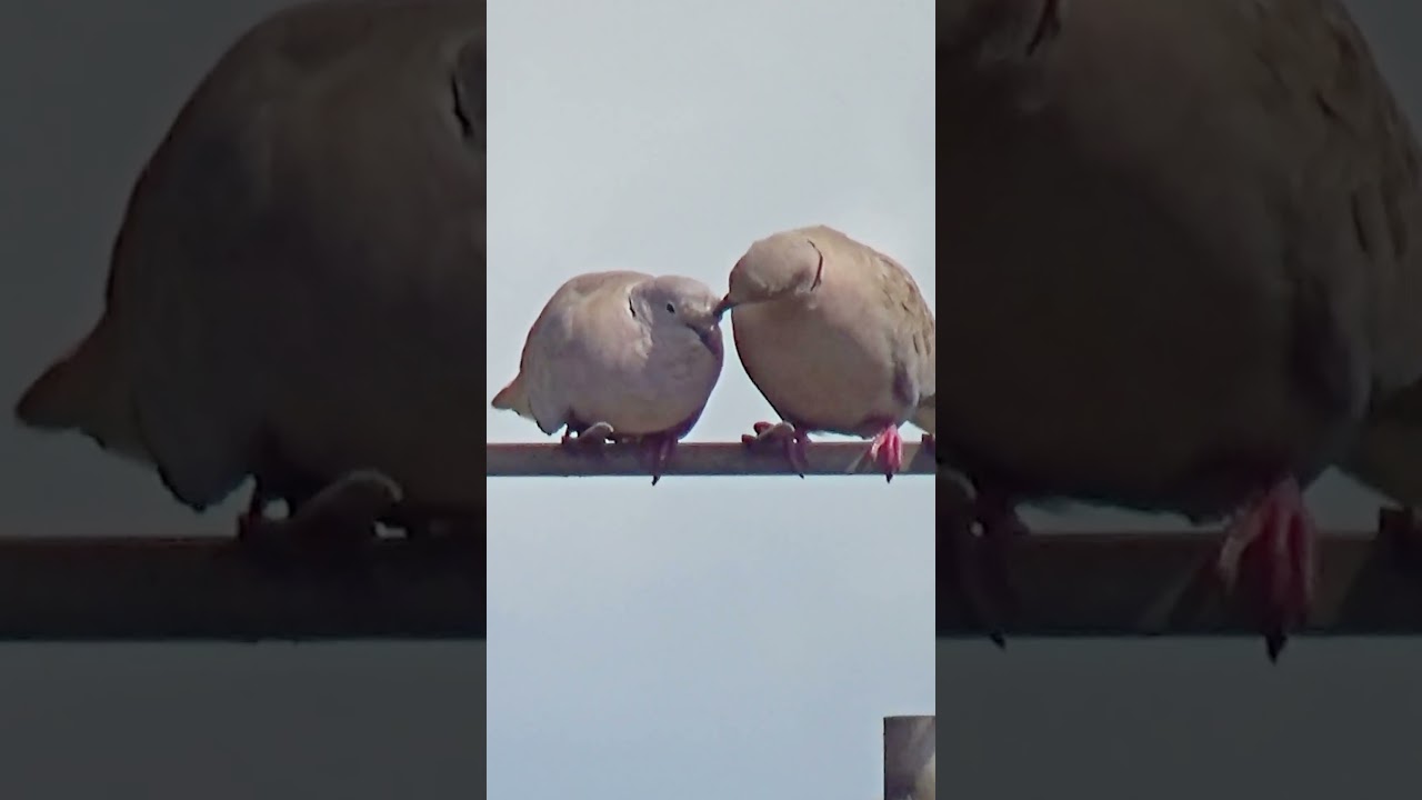 Cute Doves In Love  🥰  / Balcony Bird Table 4K