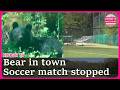 Bear interrupts junior high school soccer match in Japan