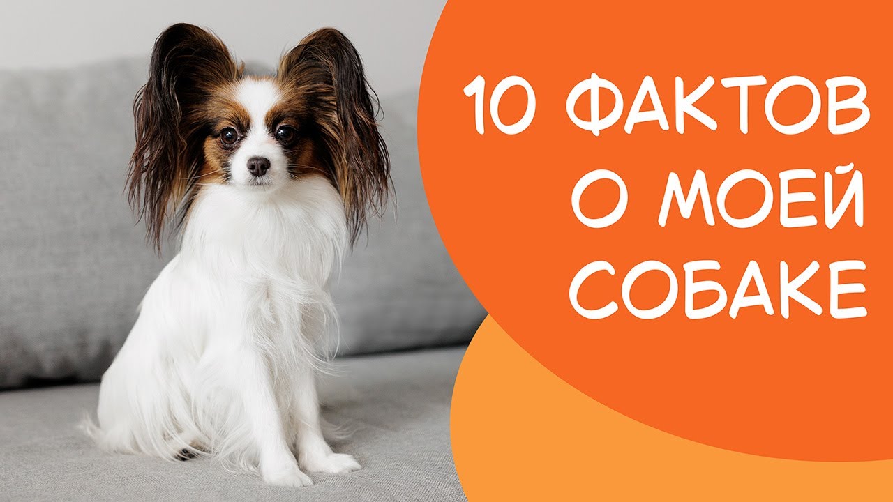 10 фактов о моей собаке