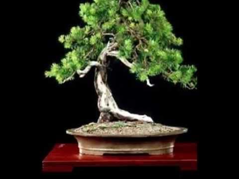 Cryptomeria japonica - Japanese Cedar Bonsai