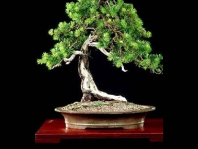 money tree light requirements Money Tree Plant Care - How to Grow Pachira aquatica
