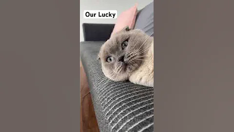 Watch the video about Cutie Lucky Scottish fold and british shorthair.#foryoupage