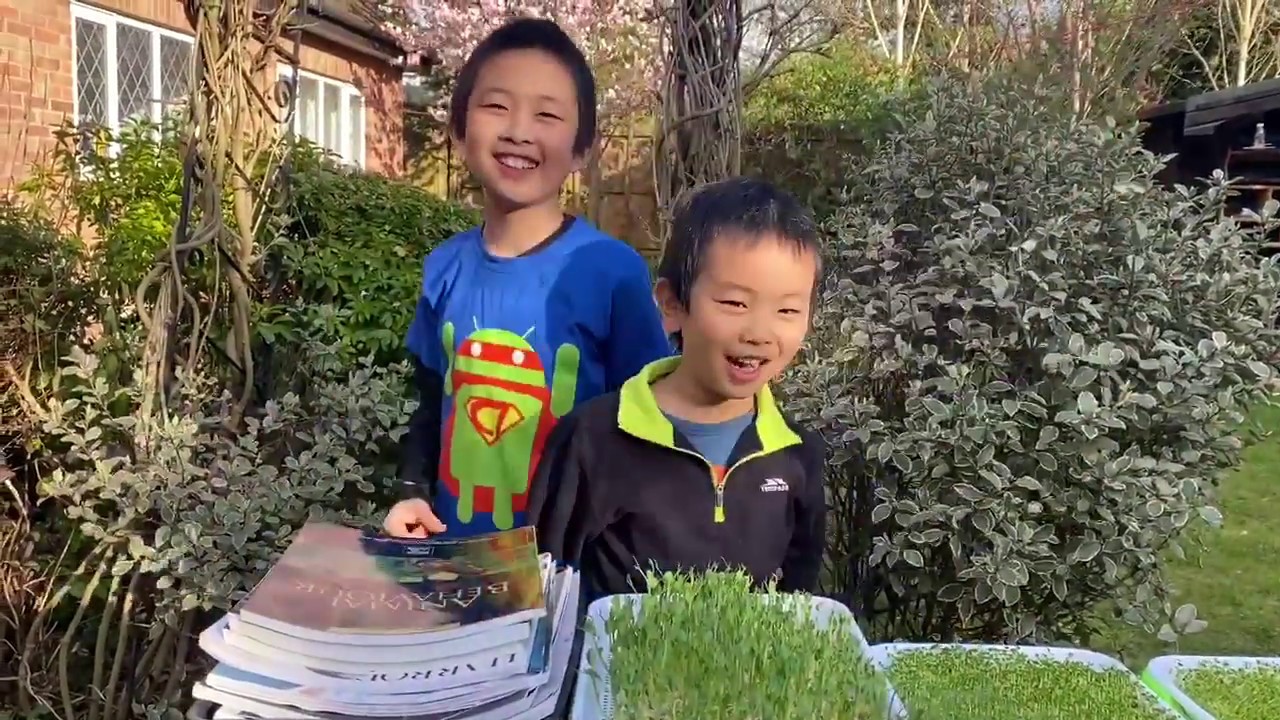 how to grow sunflower microgreens? #2 soil vs hydroponic